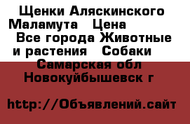 Щенки Аляскинского Маламута › Цена ­ 10 000 - Все города Животные и растения » Собаки   . Самарская обл.,Новокуйбышевск г.